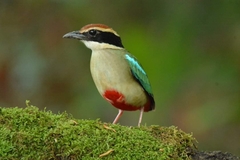 Pitta nympha
