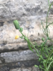 Sonchus tenerrimus