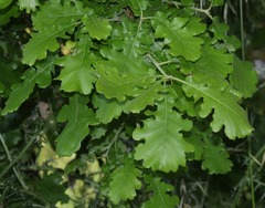 Quercus