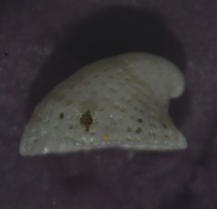 Emarginula rosea