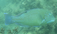 Choerodon schoenleinii