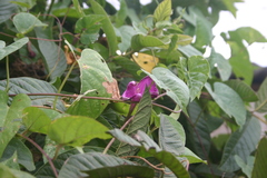 Ipomoea purga