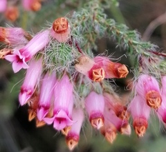Erica gysbertii