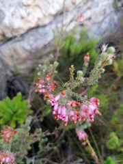 Erica gysbertii
