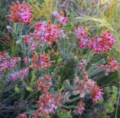 Erica gysbertii