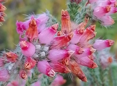 Erica gysbertii