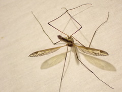 Tipula vittata