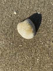 Austrovenus stutchburyi