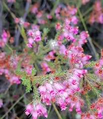 Erica gysbertii