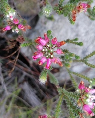 Erica gysbertii