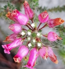 Erica gysbertii
