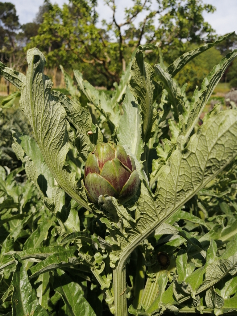 Cynara cardunculus, 08272 Sant Fruitós de Bages, Barcelona, Espanya