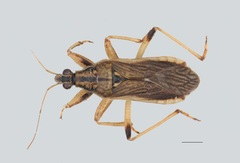 Himacerus major