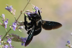 Xylocopa sulcatipes
