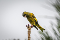 Chloris sinica minor