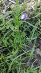 Campanula matritensis