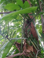Calameae