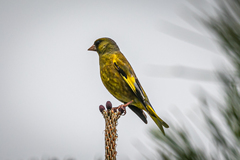 Chloris sinica minor