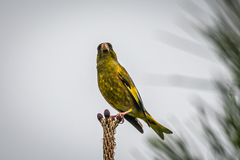 Chloris sinica minor