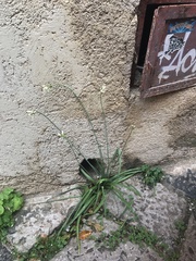 Nothoscordum gracile