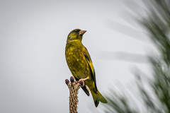 Chloris sinica minor