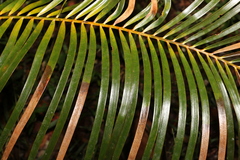 Macrozamia lucida