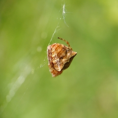 Gibbaranea bituberculata