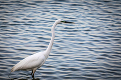 Ardea alba modesta