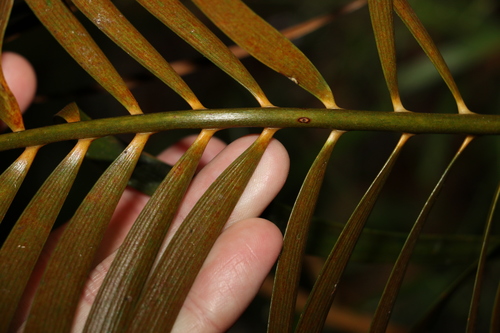 Image of Macrozamia lucida by (c) Greg Tasney, some rights reserved (CC BY-SA)