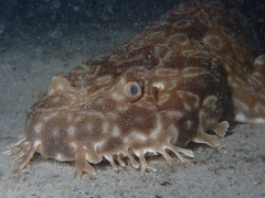 Orectolobus parvimaculatus