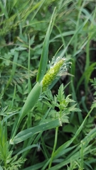 Phalaris paradoxa