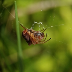 Gibbaranea bituberculata