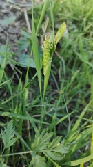 Phalaris paradoxa