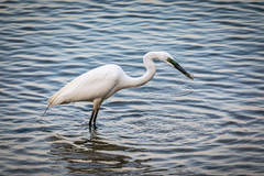 Ardea alba modesta