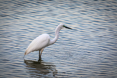 Ardea alba modesta