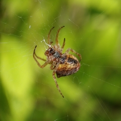 Gibbaranea bituberculata