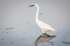 Ardea alba modesta