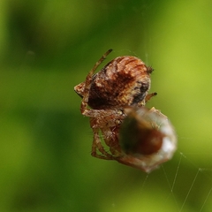 Gibbaranea bituberculata