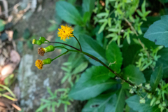 Gynura divaricata