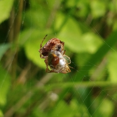 Gibbaranea bituberculata