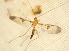 Macrocera phalerata