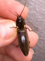 Ignelater havaniensis