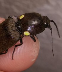 Ignelater havaniensis