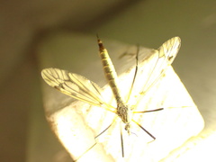 Tipula varipennis