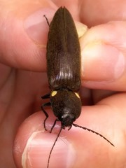 Ignelater havaniensis