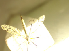 Tipula varipennis