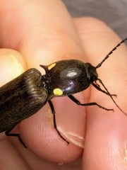 Ignelater havaniensis