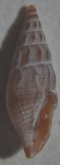 Bela