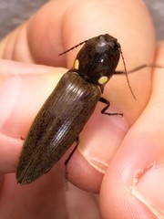 Ignelater havaniensis