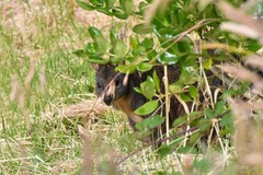 Thylogale billardierii